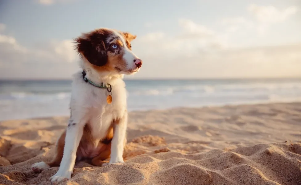 dirofilariose canina: cachorro na praia