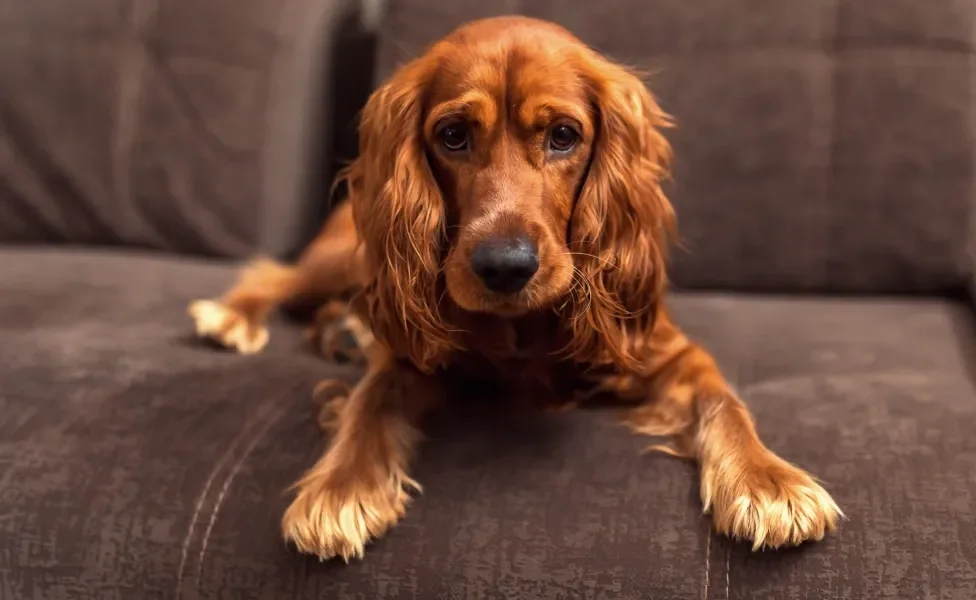 Cachorro Cocker vermelho deitado no sofá