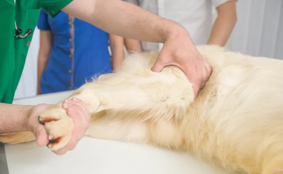 Cachorro sendo examinado por veterinário em consultório