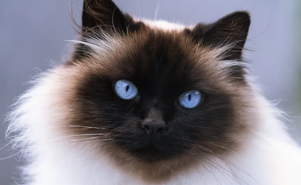 Gato Himalaia em destaque