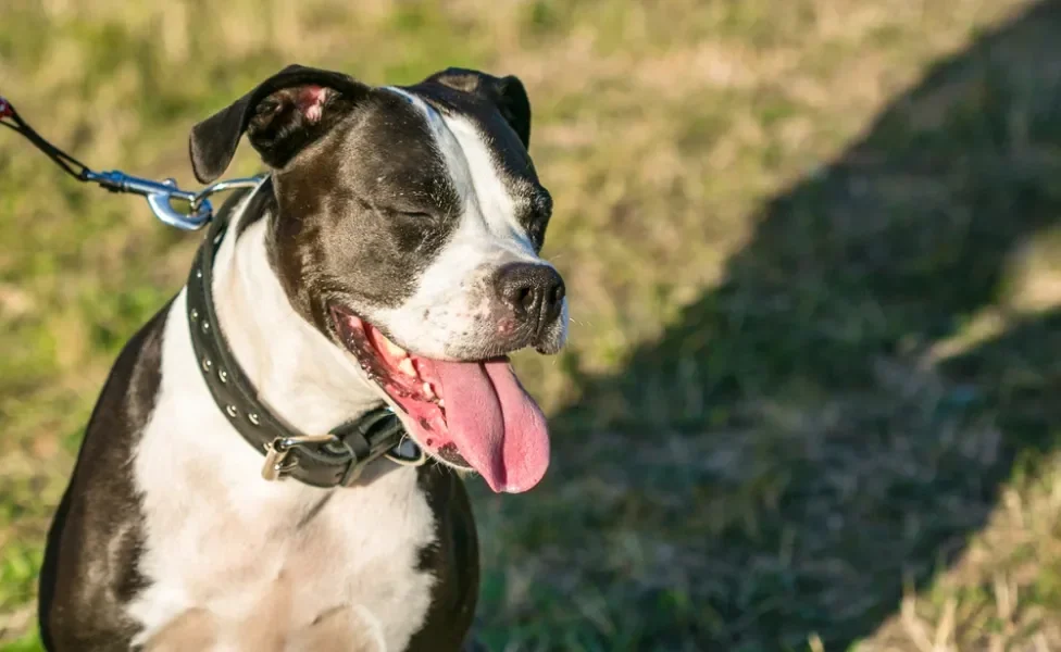 Cachorro preto com olhos fechados, como se estivesse com distiquíase em cães
