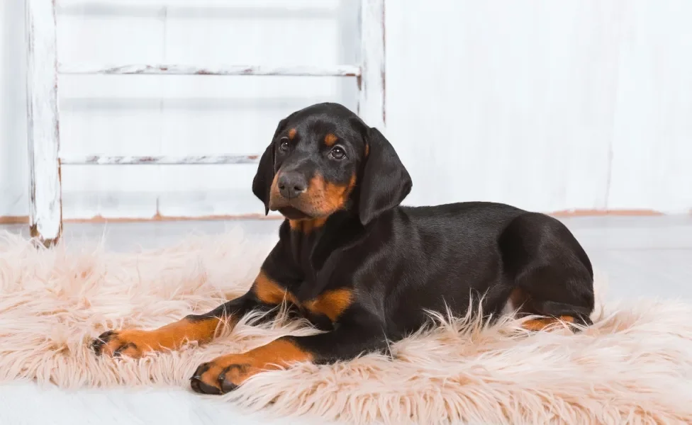 Cão Doberman filhote deitado em tapete peludo rosa