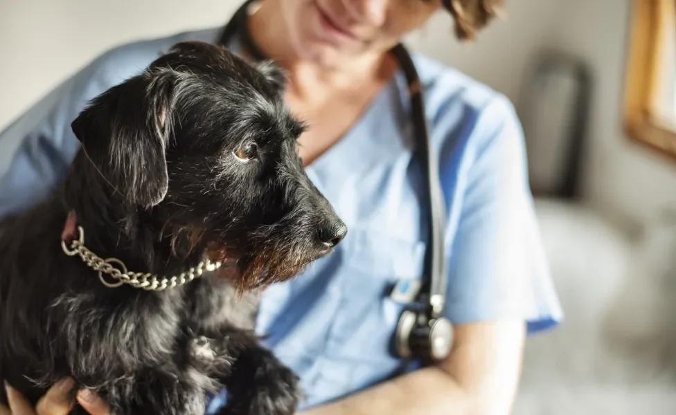Cachorro preto no colo de veterinária