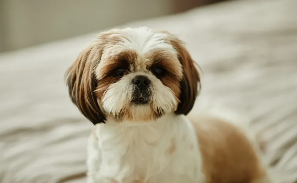 Cachorro Shih Tzu
