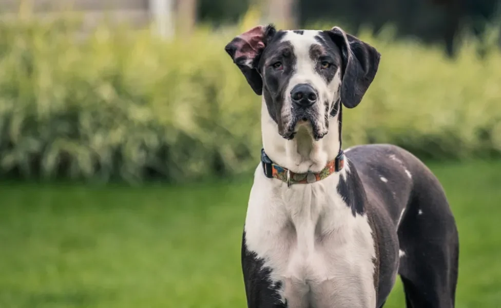 cachorro dogo alemão olhando para a câmera