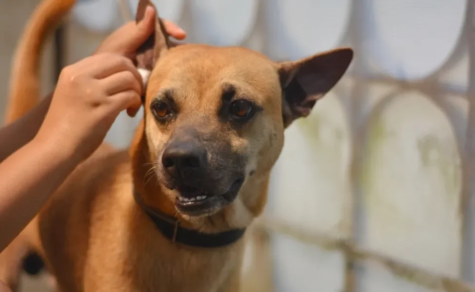 Tutor limpando a orelha de cachorro vira-lata