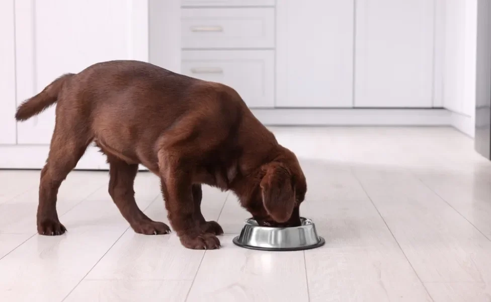Filhote de cachorro marrom comendo em pote de alumínio 