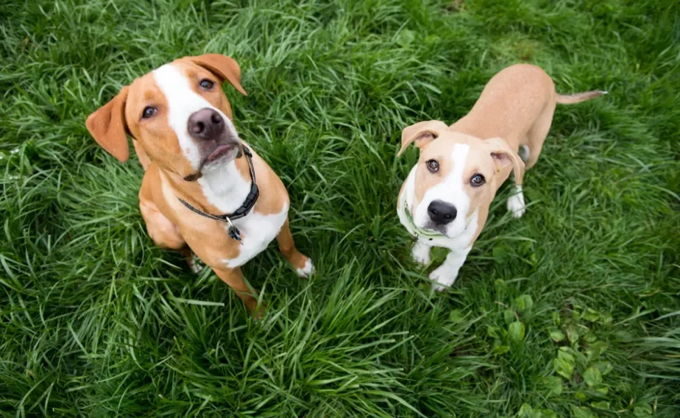 Dois filhotes de cachorro vistos do alto em ambiente externo