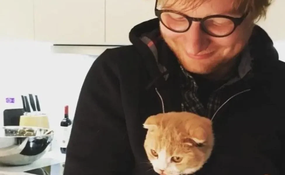 Ed Sheeran com um gato