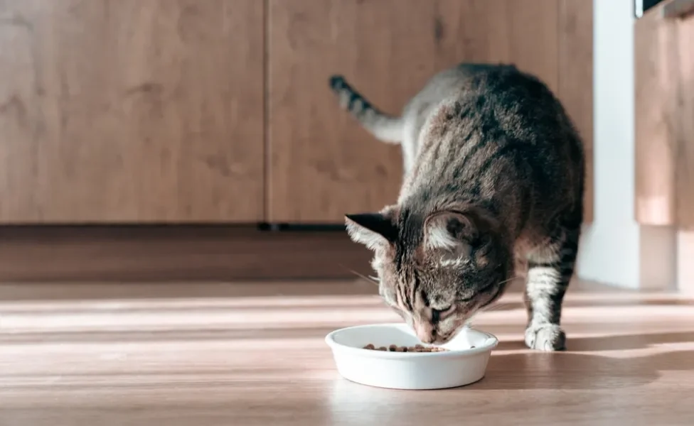 Gato rajado comendo ração no potinho