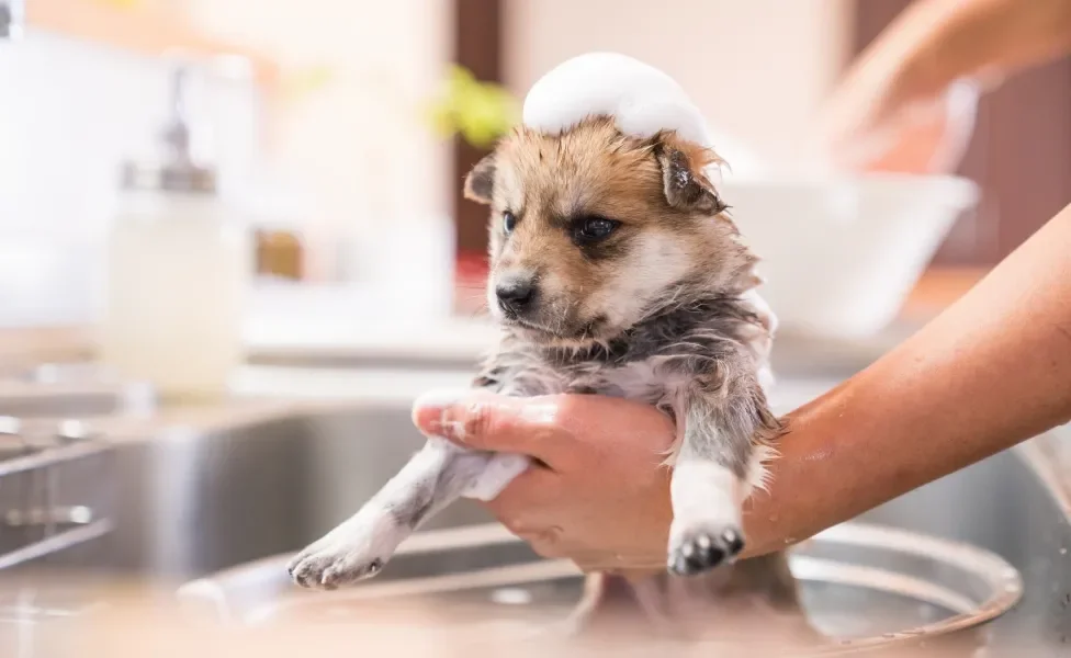 Tutora dando banho em cachorro filhote em pia