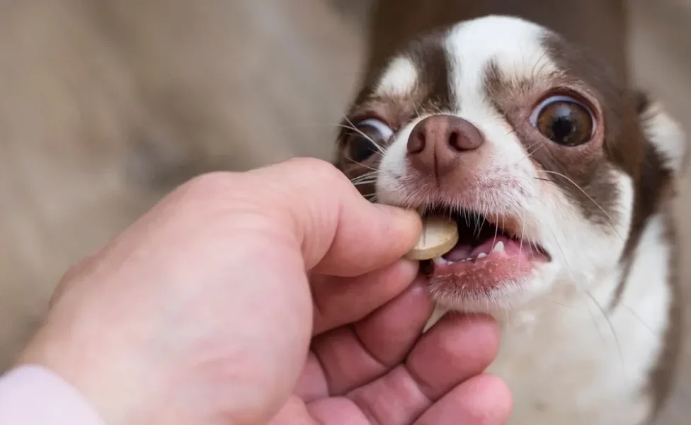 Cachorrinho recebendo remédio na boca pela mão do tutor