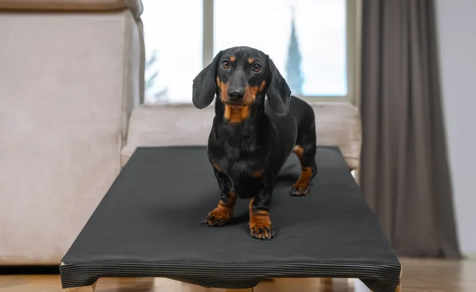 Cão Dachshund preto em cima de rampa