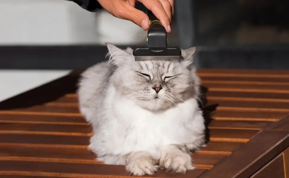 homem escovando gato com escova furminator para gatos