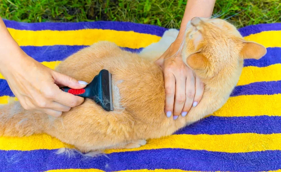 Tutora escovando gato amarelo em cima de toalha listrada azul e amarela