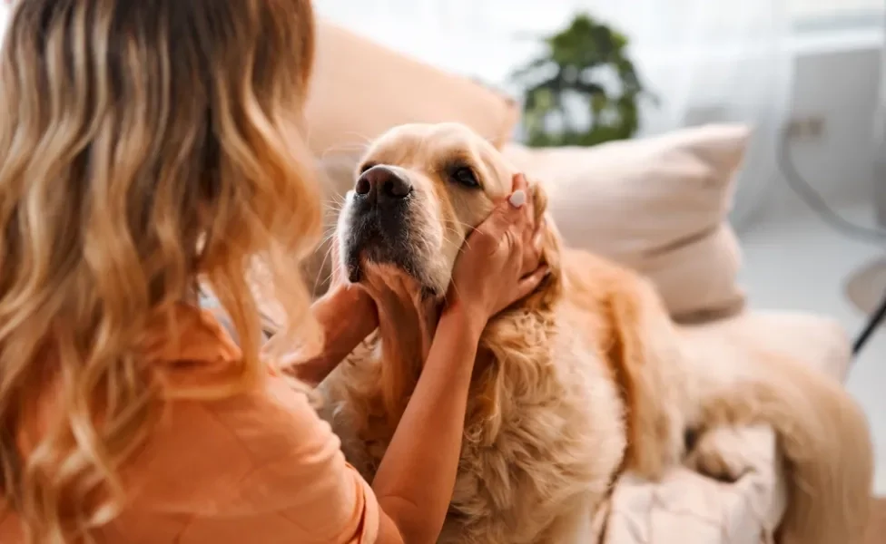 escovar dente de cachorro: mulher fazendo carinho no cachorro