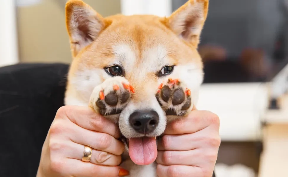 cachorro mostrando unha com esmalte para cachorro