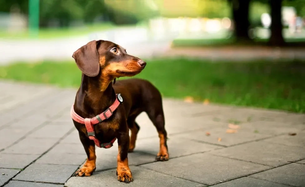 espondilose canina: cachorro Dachshund na rua
