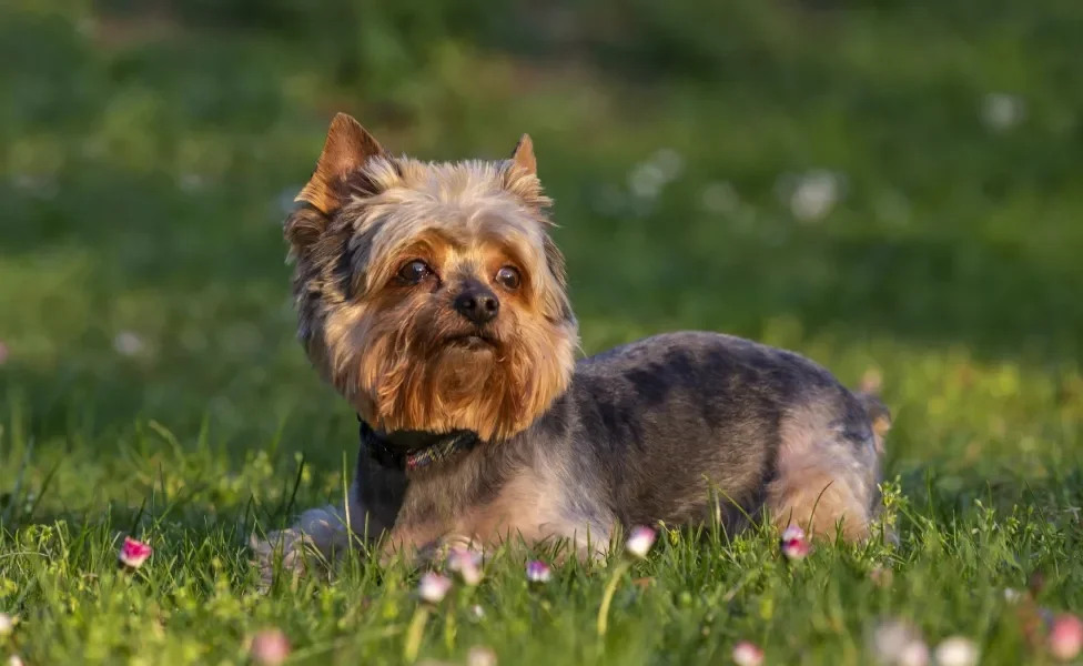 Cão Yorkshire deitado em gramado