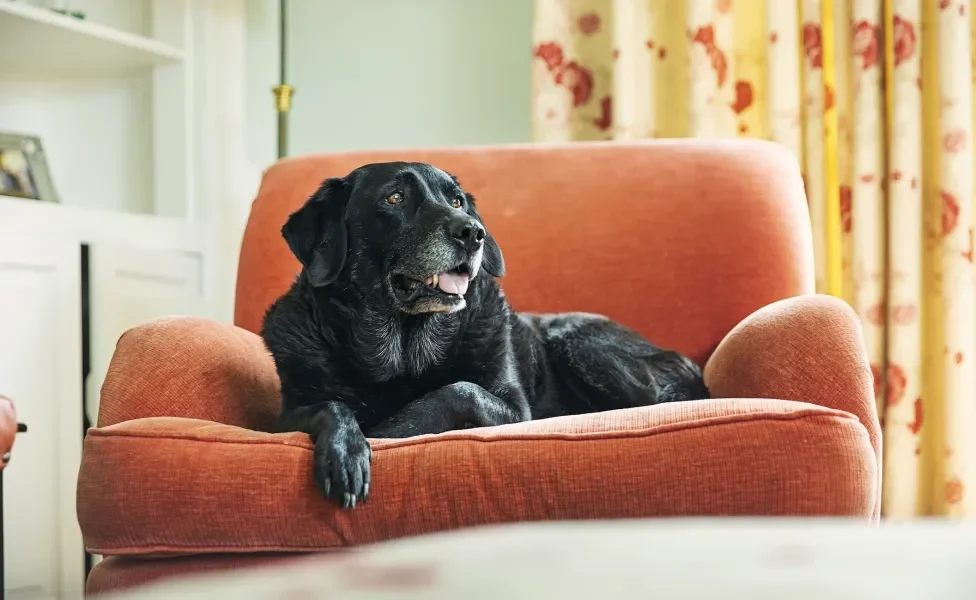 Cachorro idoso preto deitado em um sofá vermelho