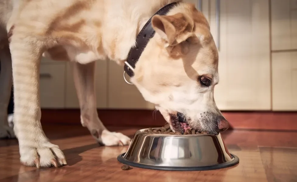 cachorro idoso comendo ração no potinho