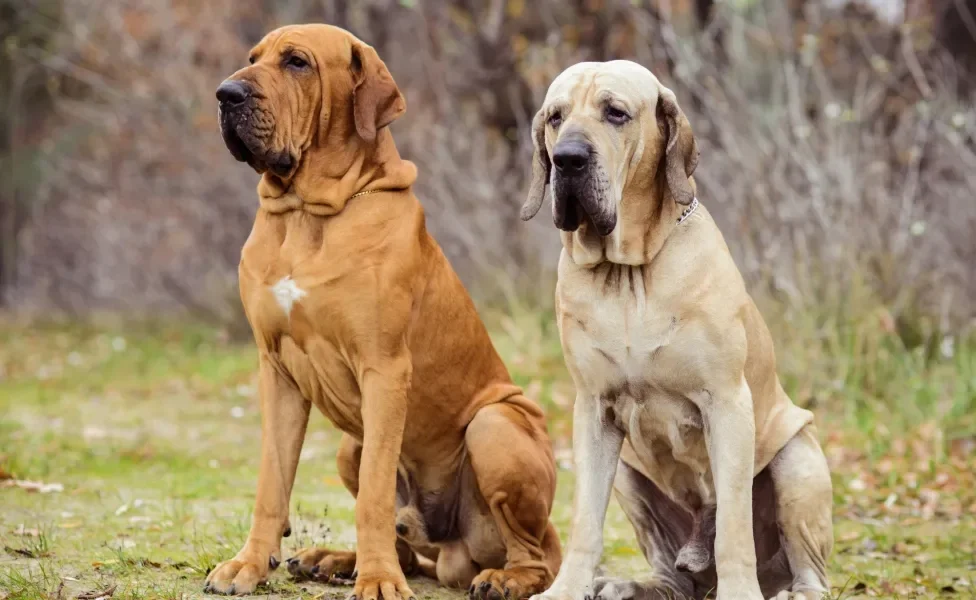 Dois cachorros Fila Brasileiro lado a lado