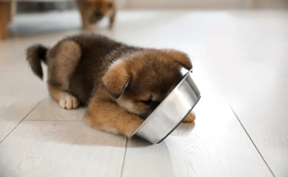 filhote de cachorro comendo