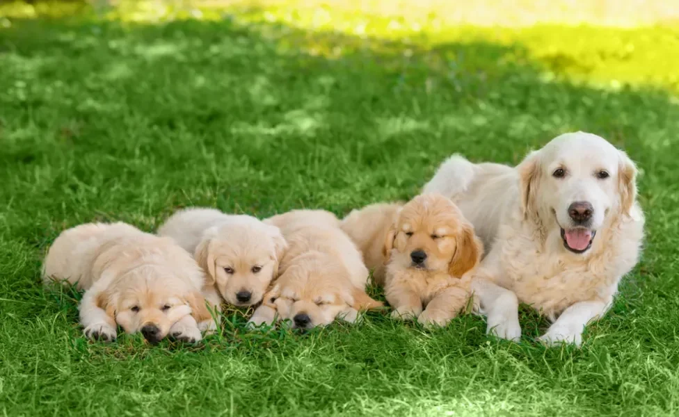 filhotes de cachorro com a mãe golden retriever