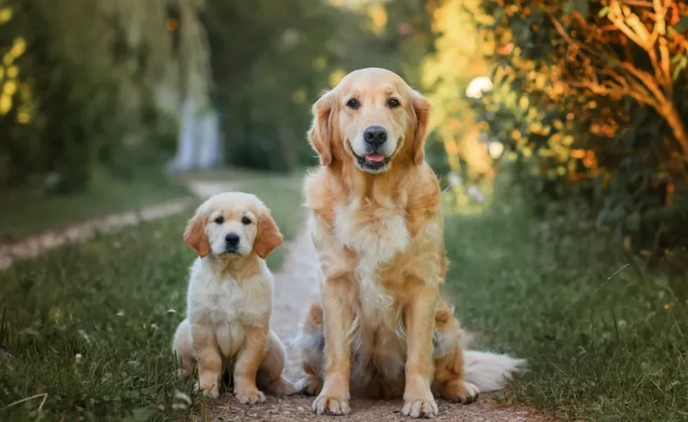 filhote de cachorro golden do lado de um cachorro adulto
