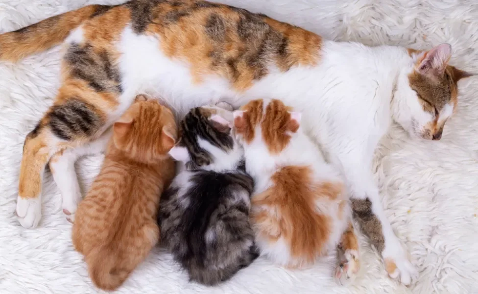 Gata tricolor amamentando três filhotes