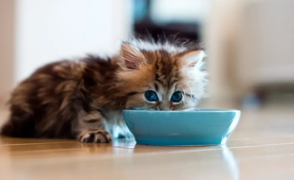 filhote de gato comendo
