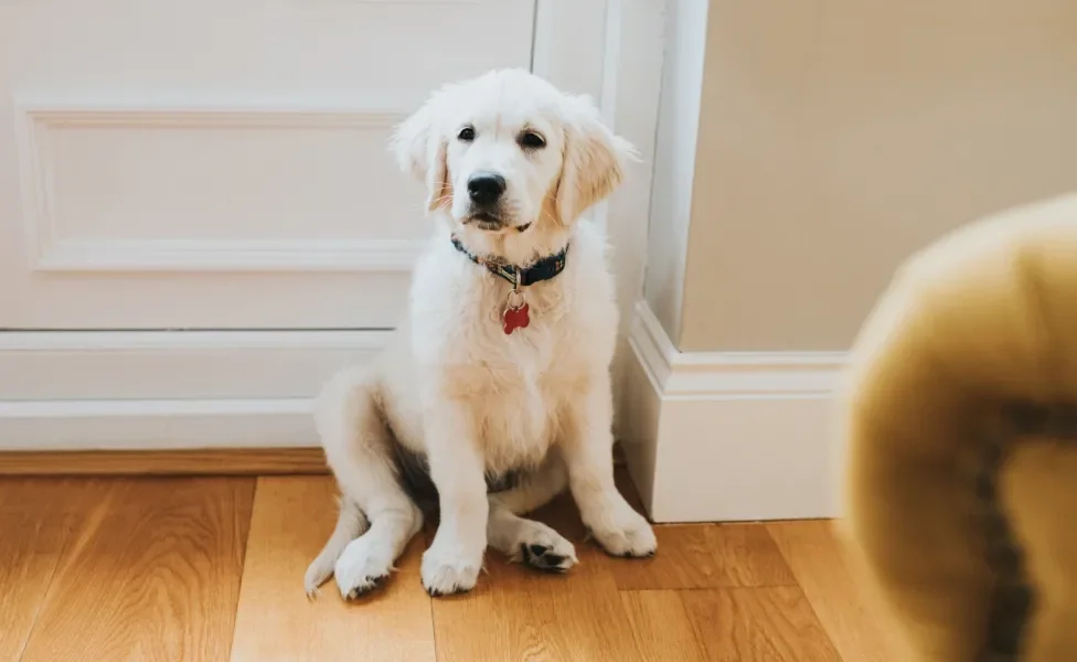 Filhote de Golden Retriever sentado
