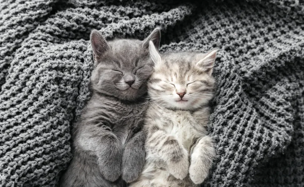 filhotes de gato deitados