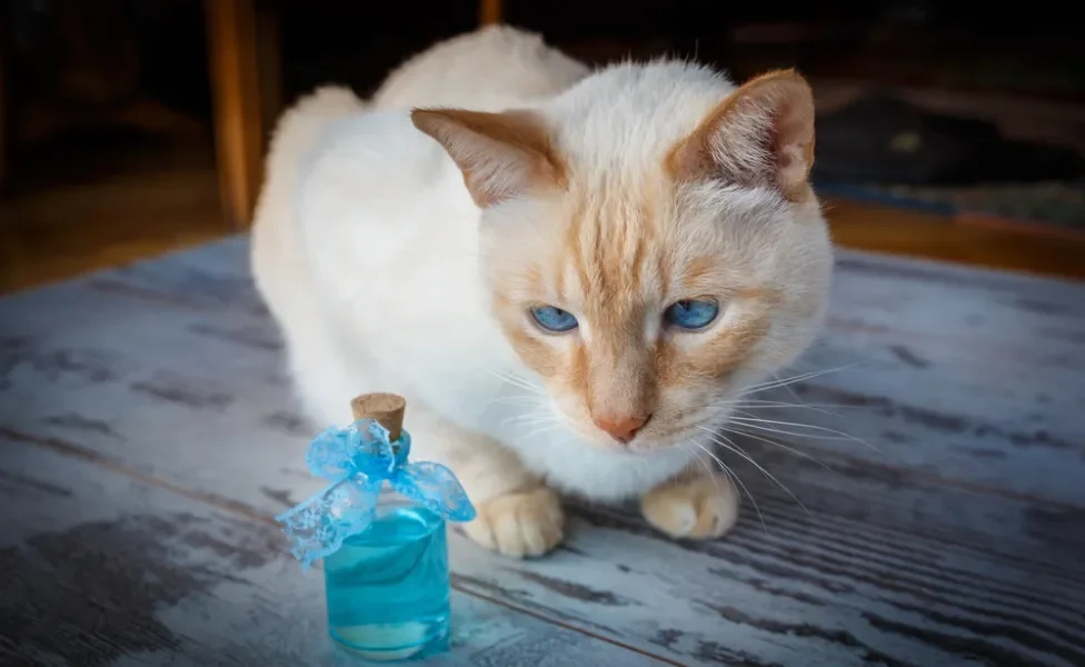 gato olhando para floral para gatos