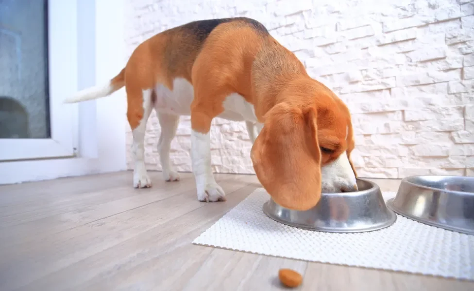 fósforo alto em cães: cachorro comendo ração