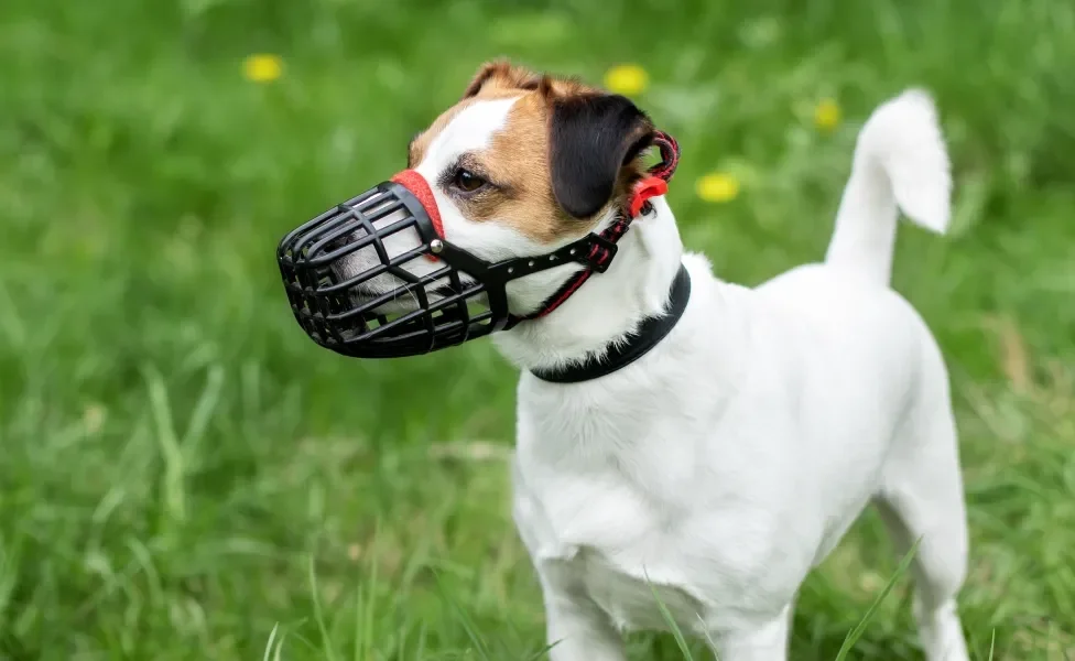 Cachorro da raça Jack Russell usando focinheira em ambiente externo