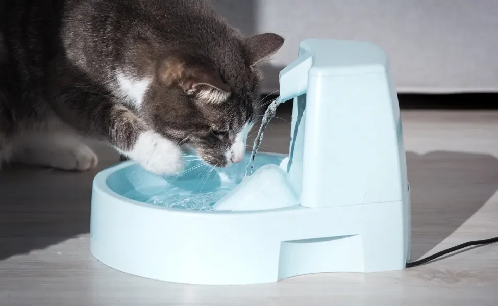 Gato bebendo água em fonte automática azul claro