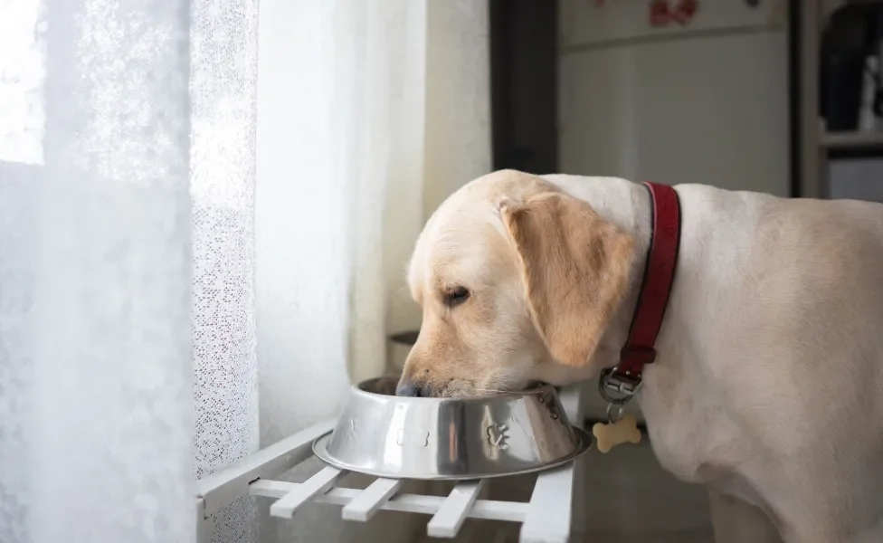 cachorro comendo em pote no alto