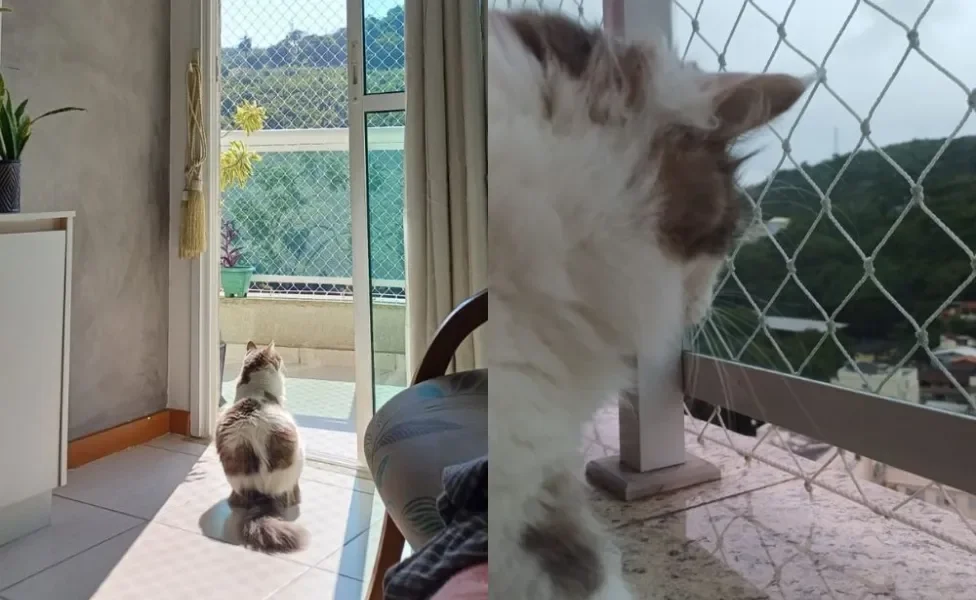 gato na varanda
