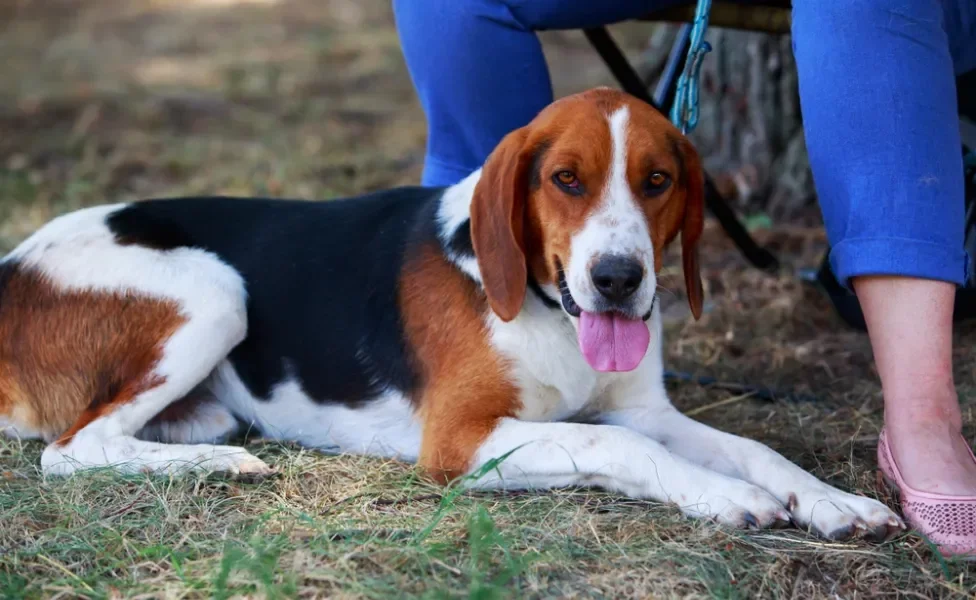 Cachorro Foxhound Americano deitado na grama
