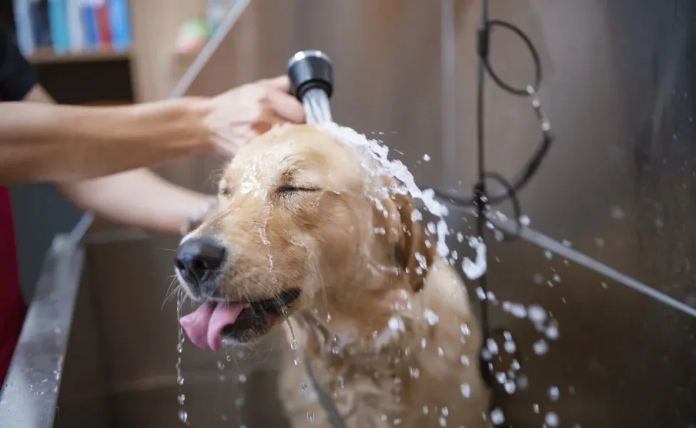 Pessoa dando banho em cachorro amarelo que está de olhos fechados e língua para fora