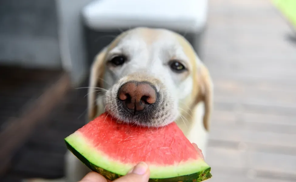 frutas para cachorro: cão comendo melancia