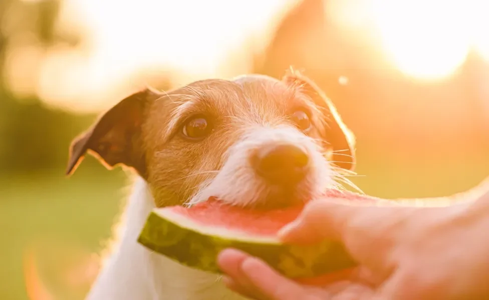 Cãozinho comendo melancia