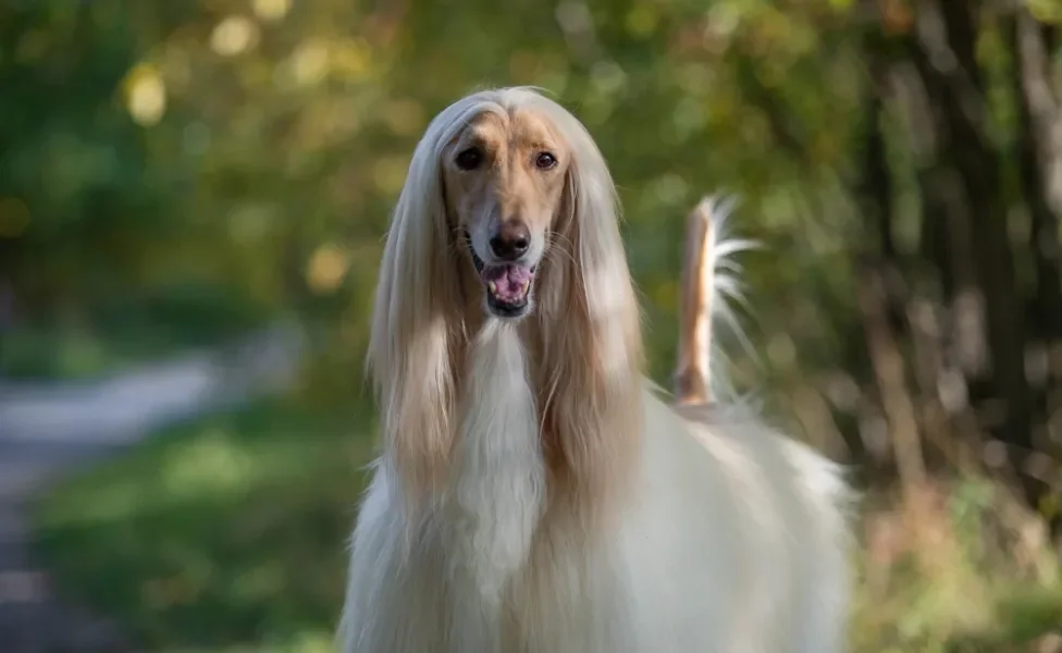 cachorro galgo afegão