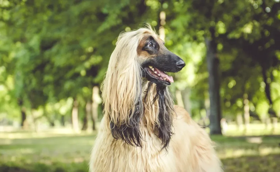 Cachorro da raça Galgo Afegão de perfil