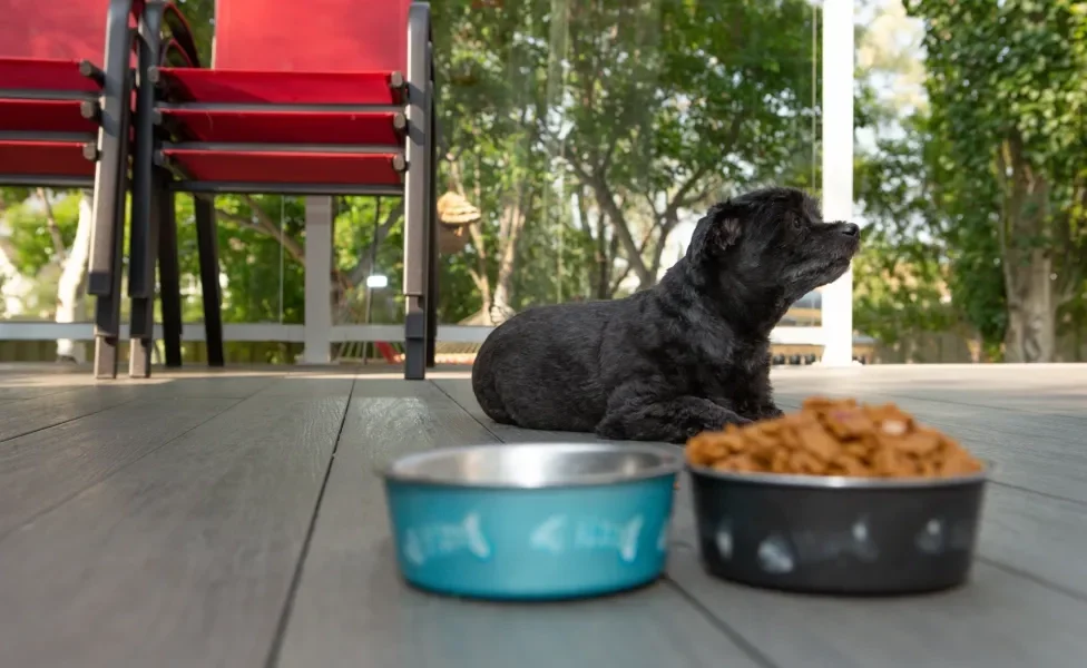 Cachorro preto ao fundo ignorando potes de comida e água