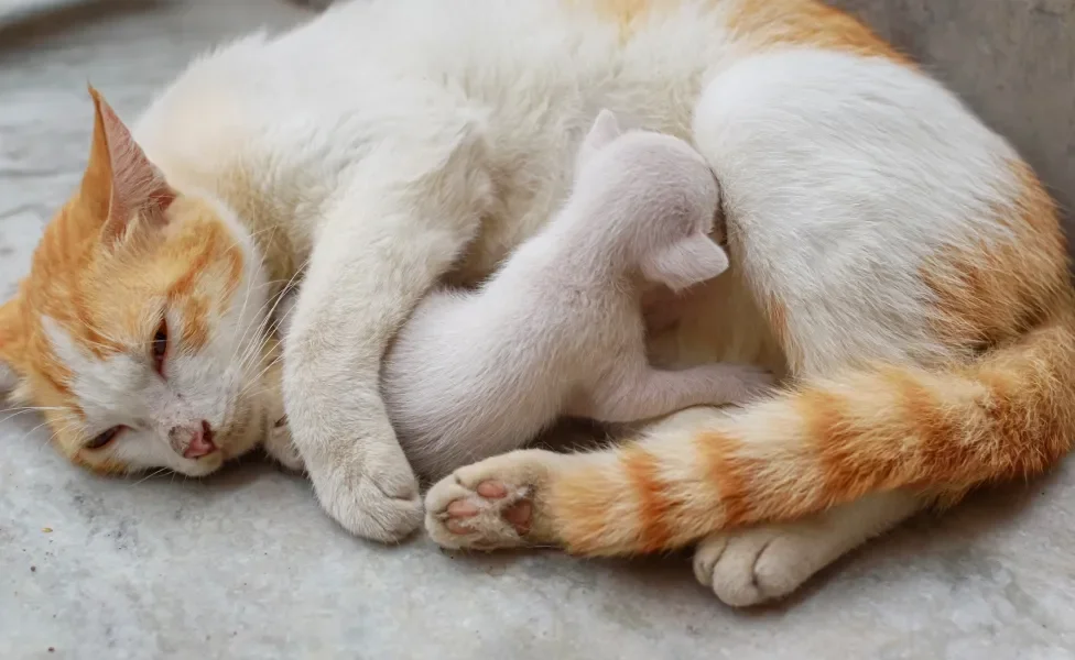 Gata laranja e branca amamentando seu filhote