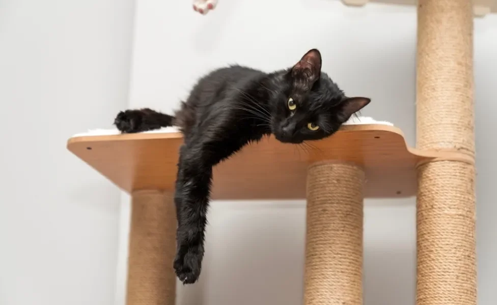 gatificação do ambiente: gato em cima do arranhador para gatos