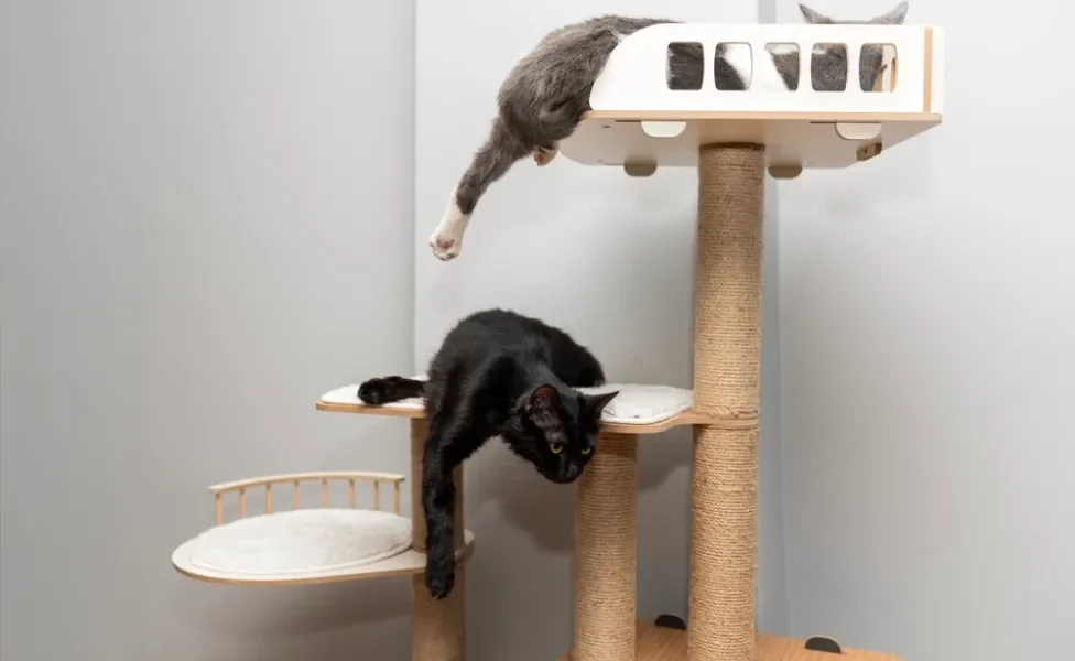 gatificação: dois gatos brincando em arranhador de casa gatificada