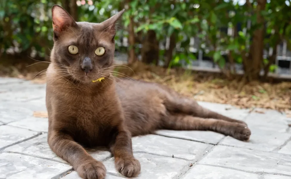 raças de gato: havana brown deitado no chão